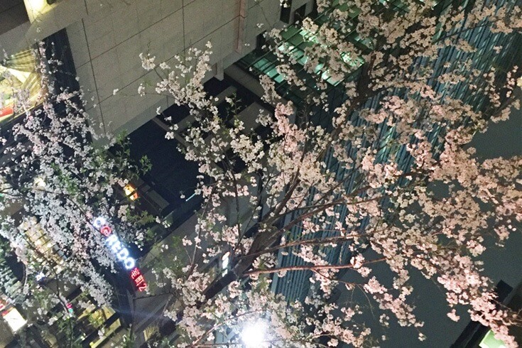 「桜バル」夜桜