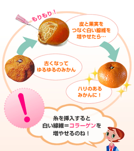 糸を挿入すると白い繊維=コラーゲンを増やせるのね!