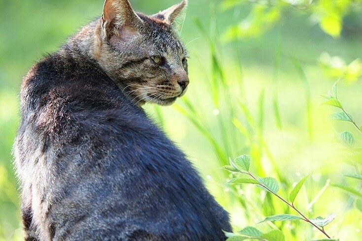 これであなたもスタイル美人。簡単に猫背を治す方法。