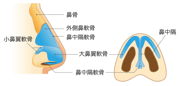 鼻の整形ではどこをいじるの?(鼻の軟骨) 鼻の整形ではどこをいじるの?(鼻の軟骨)