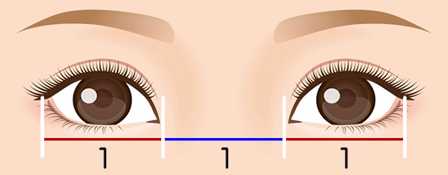 目の間隔の黄金バランス
